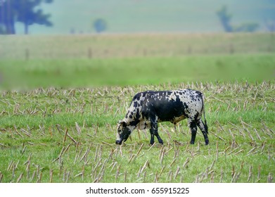 Nguni Cattle Ancient Breed African Cattle Stock Photo 655915225 Shutterstock Nguni Cattle Ancient Breed African Cattle Stock Photo 655915225 Shutterstock