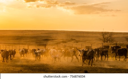 Nguni Cattle At Sunset On A Farm In Africa