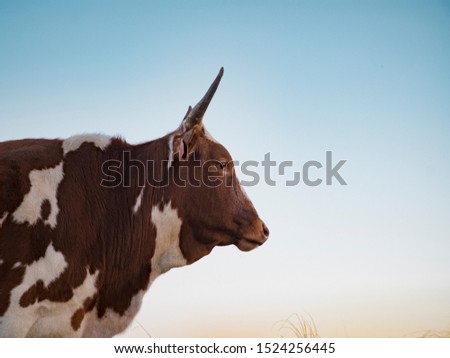 Similar – cow Organic produce Nature