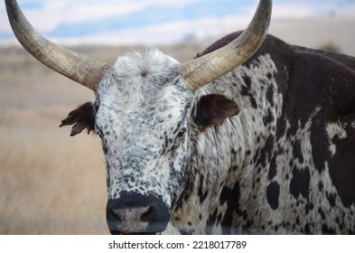 Nguni Cow Looking Straight Forward