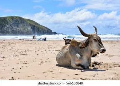 A Nguni Cow On The Beach In Coffee Bay At The Indian Ocean In The Eastern Cape At The Wild Coast Of South Africa Against A Blue Sky And The Shoreline With Rocks To The Left And Tourists Relaxing