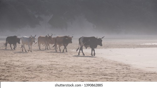 Nguni Cows Coming Down To The Beach In The Morning Mist. Photographed At Second Beach, Port St Johns On The Wild Coast In Transkei, South Africa.