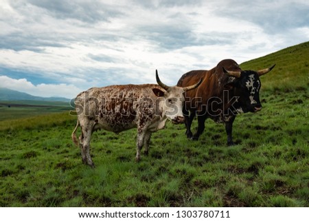 Similar – Image, Stock Photo cowboys Organic produce