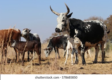 A Nguni herd grazing on a dry grassy meadow in South Africa