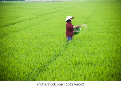 NHA TRANG, VIETNAM - FEBRUARY 11, 2015: A woman in traditional conical hat works in a rice field in Nha Trang, Vietnam's Agriculture's share of economic output has declined in recent years.