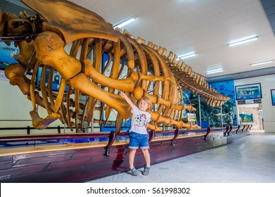 NHA TRANG, VIETNAM - JANUARY 16, 2017: A whale skeleton at the National Oceanographic Museum of Vietnam. The museum offers interesting exhibits of local marine life, including over 20,000 specimens.
