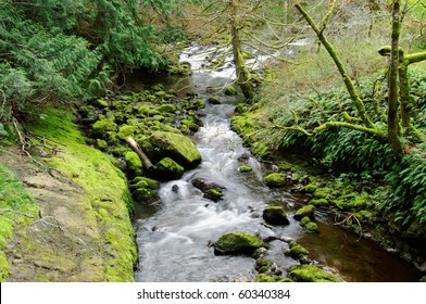 Niagara Creek In Rain Forest, Goldstream Provincial Park, Victoria, Bc, Canada