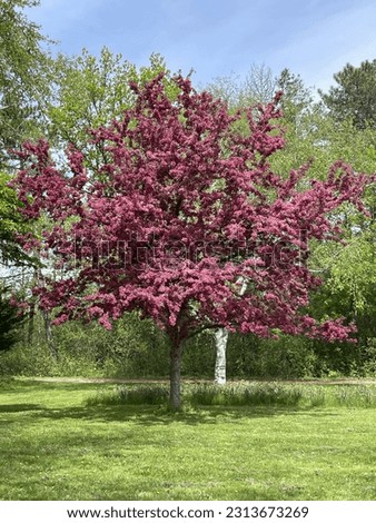 Niagara Falls Botanical Gardens Rosybloom Crabapple Tree Blooming