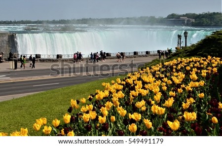 Niagara Falls and Spring season's bed of tulips