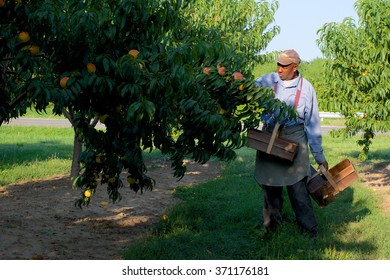 Niagara On The Lake, Ontario, Canada - August 28, 2015: A Migrant Worker Picking Peaches In The Early Morning On A Fruit Farm.