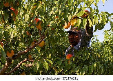 Niagara On The Lake, Ontario, Canada - August 28, 2015: A Migrant Worker Picking Peaches In The Early Morning On A Fruit Farm.