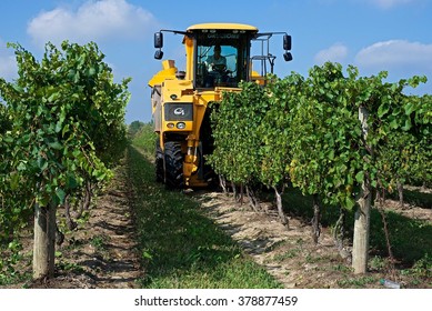 Niagara On The Lake, Ontario, Canada - September 29, 2014: Grape Harvest - Picking Riesling Grapes With A Self-propelled Grape Harvester At Forrer Farms, Niagara On The Lake, Ontario, Canada.