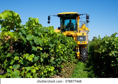 Niagara On The Lake, Ontario, Canada - September 24, 2014: Grape Harvest - Picking Riesling Grapes With A Self-propelled Grape Harvester At Forrer Farms, Niagara On The Lake, Ontario, Canada.