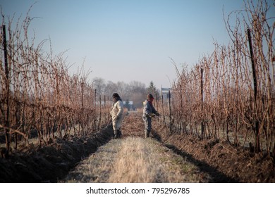 Niagara On The Lake, Ontario Canada March 29, 2010 Mexican Migrant Workers Tend To Vines At A Vineyard In Niagara On The Lake