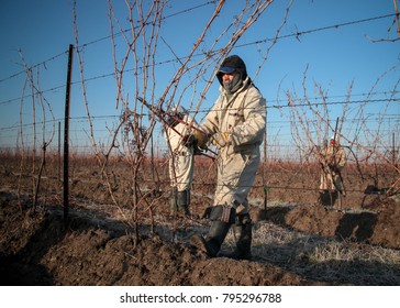 Niagara On The Lake, Ontario Canada March 29, 2010 Mexican Migrant Workers Tend To Vines At A Vineyard In Niagara On The Lake