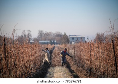 Niagara On The Lake, Ontario Canada March 29, 2010 Mexican Migrant Workers Tend To Vines At A Vineyard In Niagara On The Lake