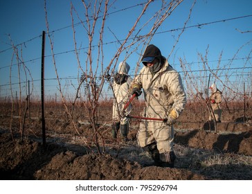 Niagara On The Lake, Ontario Canada March 29, 2010 Mexican Migrant Workers Tend To Vines At A Vineyard In Niagara On The Lake