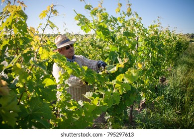 Niagara On The Lake, Ontario Canada July 1, 2010 Mexican Migrant Workers Tend To Vines At A Vineyard In Niagara On The Lake