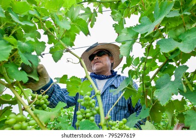 Niagara On The Lake, Ontario Canada July 1, 2010 Mexican Migrant Workers Tend To Vines At A Vineyard In Niagara On The Lake