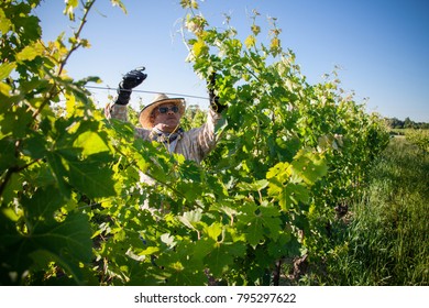 Niagara On The Lake, Ontario Canada July 1, 2010 Mexican Migrant Workers Tend To Vines At A Vineyard In Niagara On The Lake