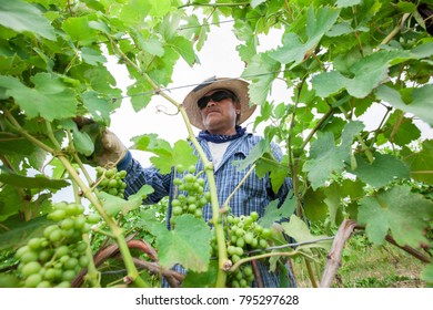 Niagara On The Lake, Ontario Canada July 1, 2010 Mexican Migrant Workers Tend To Vines At A Vineyard In Niagara On The Lake