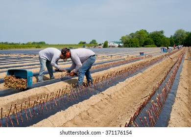 Niagara, Ontario, Canada - June 5, 2015: Migrant Workers Planting Cuttings From Pinot Gris Vines In A Winery In The Niagara Peninsula. 