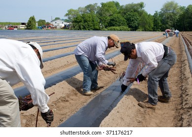 Niagara, Ontario, Canada - June 5, 2015: Migrant Workers Planting Cuttings From Pinot Gris Vines In A Winery In The Niagara Peninsula. 