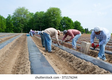 Niagara, Ontario, Canada - June 5, 2015: Migrant Workers Planting Cuttings From Pinot Gris Vines In A Winery In The Niagara Peninsula. 