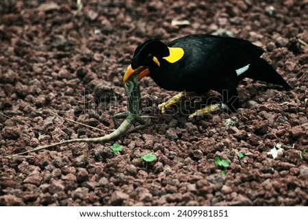 The Nias hill myna or Gracula robusta. This bird, endemic to the Indonesian island of Nias, has glossy black feathers, bright yellow skin around the eyes, and a bright orange beak.