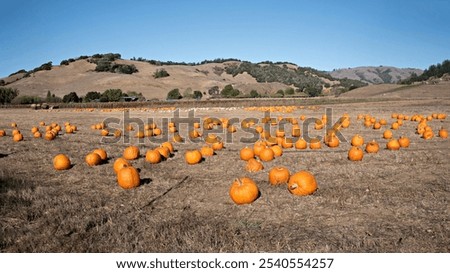 Nicasio Valley November Pumpkin Patch