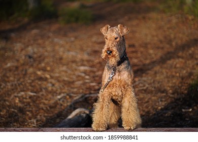 Nice Airedale Terrier Dog With A Brown Eye View