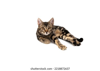 Nice American Shorthair Cat, Isolated On White Background. With Copy Space.