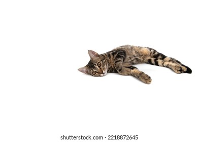 Nice American Shorthair Cat, Isolated On White Background. With Copy Space.