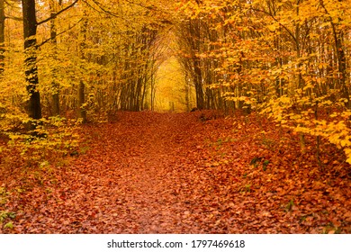 Nice Autumn Colors In A Danish Forrest