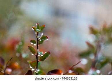 Nice autumn leaves after rain - Shutterstock ID 744883126