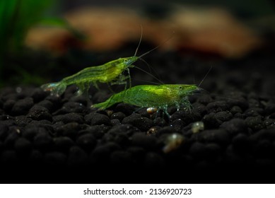 Nice Babaulti Green Shrimp From India In Freshwater Aquarium Macro Photography, Pets And Hobby, Wild Life