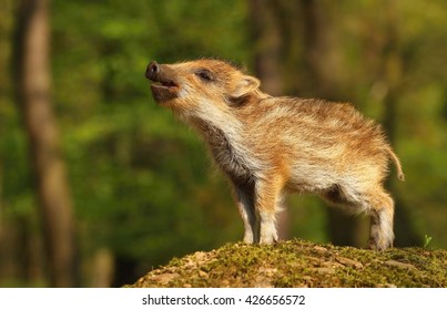 Nice Baby Wild Boar