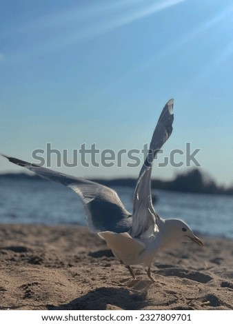 A nice beach with the view of seagulls flying in Tampere, Finland