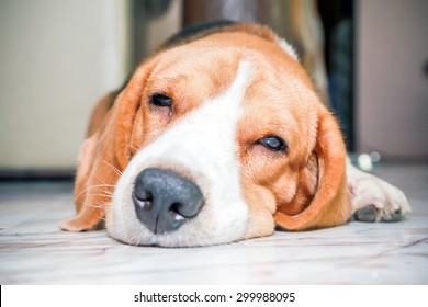 Nice beagle dog boy sleep on marble floor