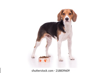 Imágenes Fotos De Stock Y Vectores Sobre Beagle Shutterstock