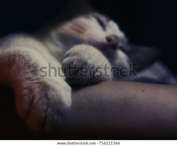 Nice\
beautiful pretty cat  with white and red hair is sleeping with a\
human. Sweet dream pretty scene at moon\
light.