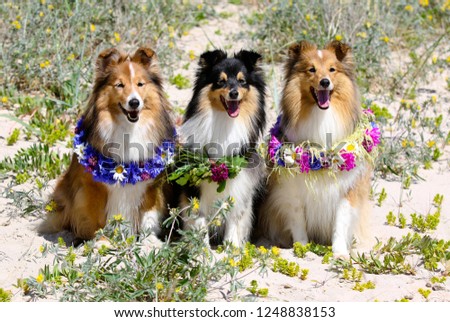  Nice, beautiful smiling sable white and tricolor shetland sheepdog, shelties portrait with colorful flowers circlets. Little collie, small lassie on hot midsummer day. Cute sheltie on the beach
