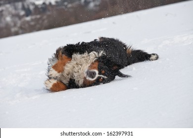 Nice Bernese Mountain Dog Playing In Snow