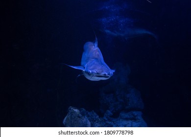 Nice big catfish in freshwater aquarium nature