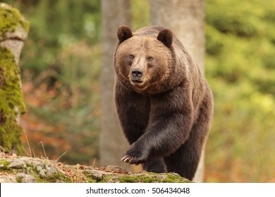 Nice Big Female Brown Bear