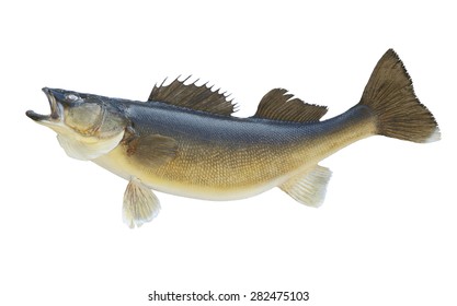 A nice big walleye isolated on a white background