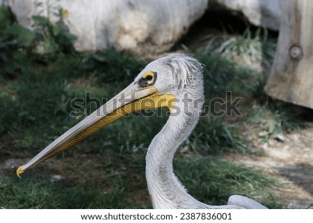Nice big white pelicane portrait