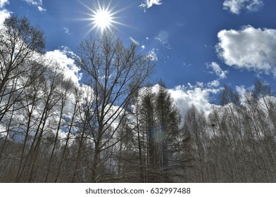Nice birch forest with blue cloudy sky 