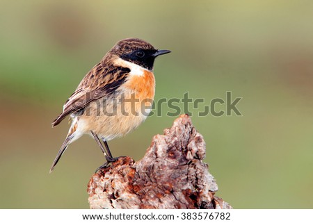 Similar – Image, Stock Photo Pretty bird Beautiful Life