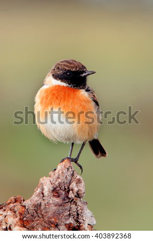 Similar – Image, Stock Photo Pretty bird Beautiful Life